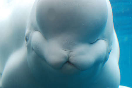 Beautiful look at a fantastic beluga whale swimming underwater.の写真素材