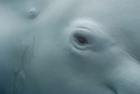 A really close up look at the eye of a beluga whale underwater.の写真素材