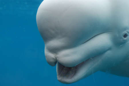 Beluga whale with his mouth wide open showing off his teeth.の写真素材