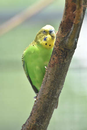 Green and yellow bright colored parrotlet on a tree perch.の写真素材