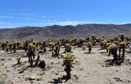 Mountain range behind a desert landscape in California.