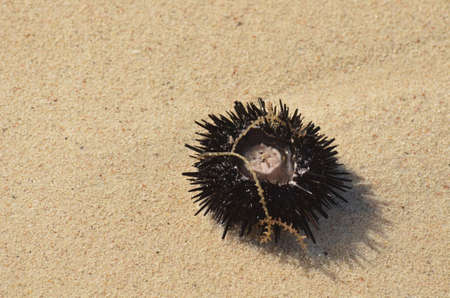 Spiney sea urchin on the sand beach of Aruba.の写真素材