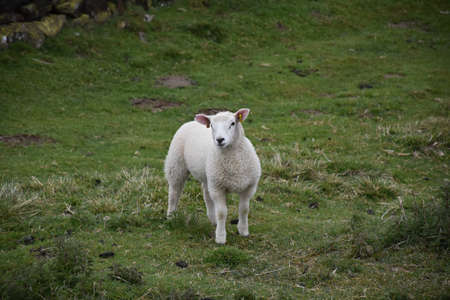 Cute white lamb standing in a grass field in the Dales.