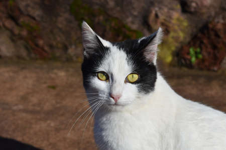 Adorable white and black cat with piercing yellow eyes.の写真素材