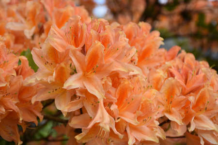 Up close look at a blooming orange azalea bush.の写真素材