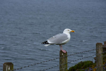 Large seagull perched on a fence above the Irish Sea.の写真素材