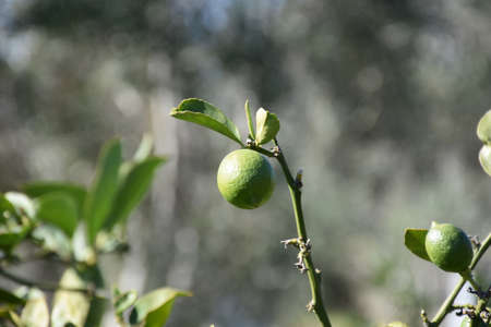 Lime tree with a ripe lime in Southern California.