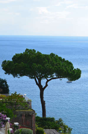 Solitary tree standing ont eh sea cliffs over Positano Italy.の写真素材