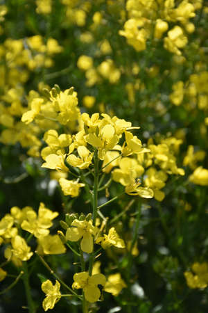 Close up look at a flowering yellow rape seed in bloom.