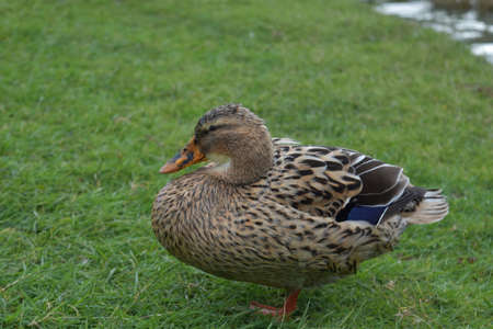 Side profile of a mallard in a green grass field.の写真素材