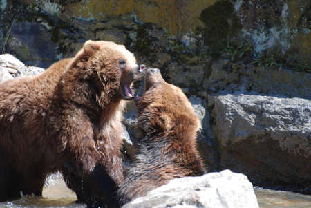 Pair of grizzly bears with both of their mouths wide open.の写真素材