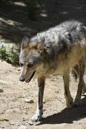 Tundra wolf walking in sand on a spring day.