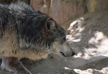 Side view of a wolf stalking and watching prey.