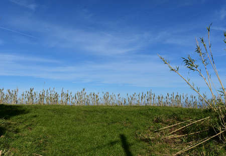 Blue skies over a green grass field with tall stalks.