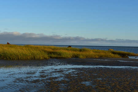 Pretty beach with long grass and water moving with the wind の写真素材