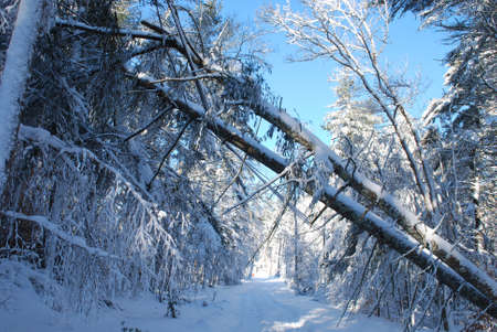 Many fallen trees from the winter blizzard