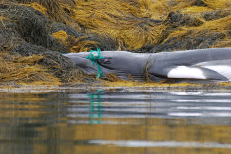 Dead whale on a reef in Maine with his mouth caught in a fishing net.の写真素材