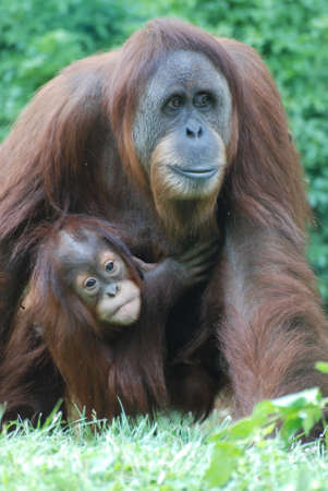 Adorable faces of a baby orangutan with his Mom.の写真素材