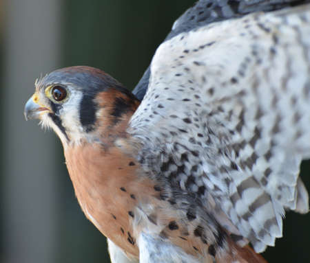 Beautiful falcon flapping its wings 