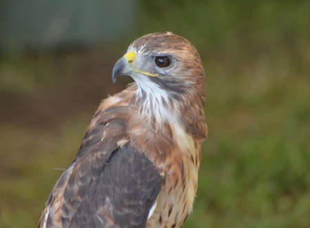 Stunning falcon with a large beak and brown feathers 