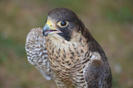 Beautiful falcon with a black and white beak 