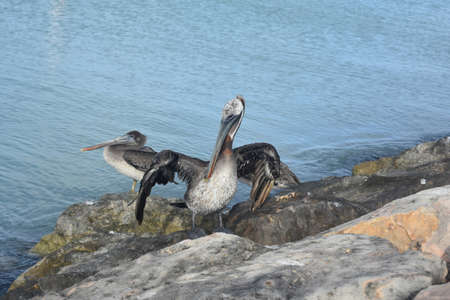 Two pelicans on a rocks, one of which is grooming itself.