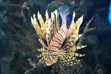 Rock reef with a lionfish swimming by it.の写真素材