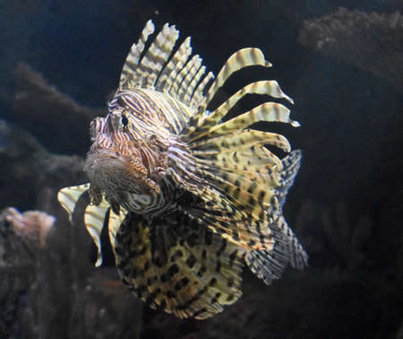 Lionfish swimming through a large rock reef.