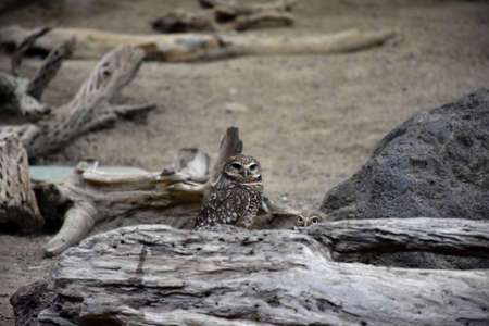 Two burrowing owls looking over a rotten log.