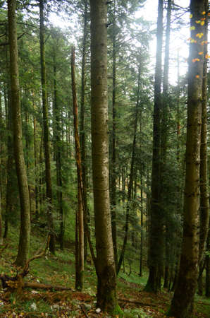 Pretty nature photo in the Dolomites woods in Italy 