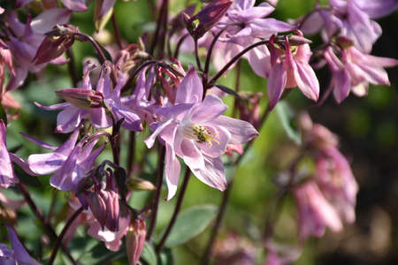 Beautiful blooming pink columbine flower blossoms in a garden.の写真素材