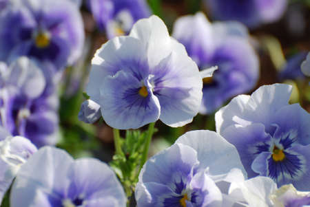 Vibrant garden with flowering white and purple pansies.