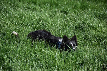 Border collie peaking out of a field filled with long green grass.の写真素材