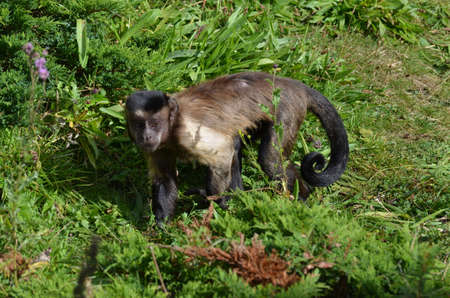 Really cute face of a tufted capuchin monkey in the neotropics.