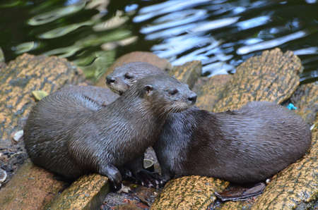 Adorable pair of cuddling river otters sitting together on a log bridge.