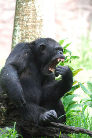 Chimp with lots of teeth visible in his open mouth.の写真素材