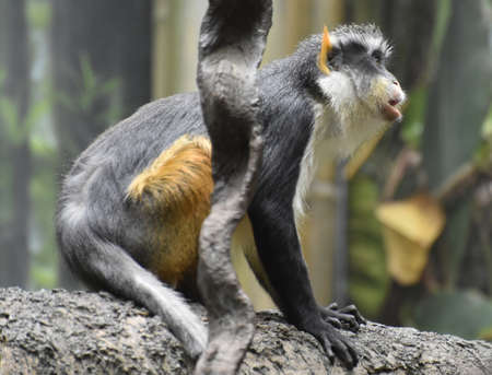 Wolf's mnna monkey on a fallen tree trunk.