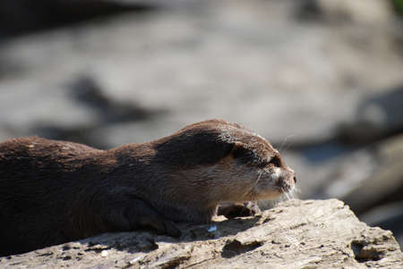 Gorgeous profile of a giant river otter on a rotting log.の写真素材