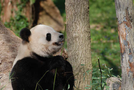 Giant panda bear contemplating a piece of bamboo before eating it.の写真素材