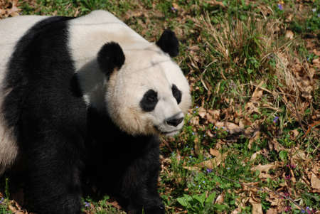 Beautiful giant panda bear sitting in a grassy field.の写真素材