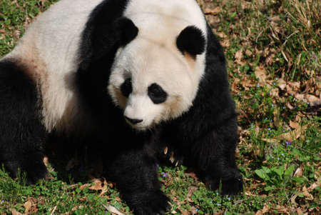 Cute black and white giant panda bear sitting back on it's haunches.の写真素材