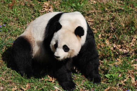 Large giant panda bear sitting and looking back.の写真素材