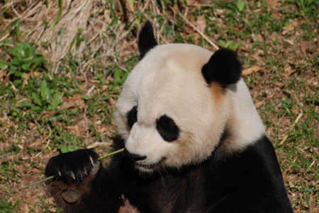 Hungry panda bear holding on to shoots of bamboo.の写真素材