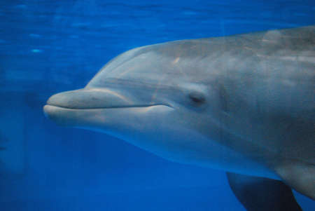 Bottlenose dolphin swimming underwater with a grin.の写真素材