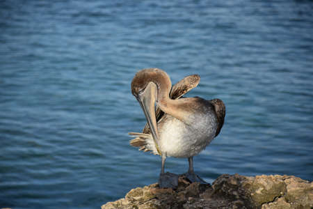 Brown pelican fluffing his white chest feathers.の写真素材
