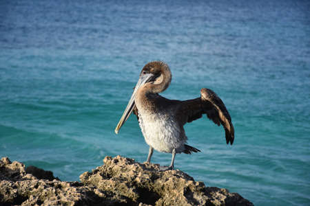 Beautiful brown pelican flexing his wings in Aruba.の写真素材