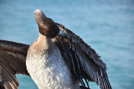 Up close look at the fluffed feathers of a pelican's wings.