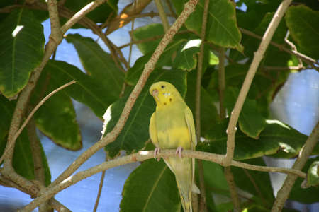 Pretty yellow parakeet sitting on a branch.の写真素材