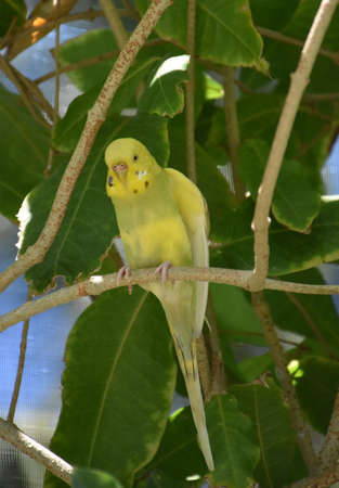 Pretty yellow common parakeet standing on a tree branch.の写真素材