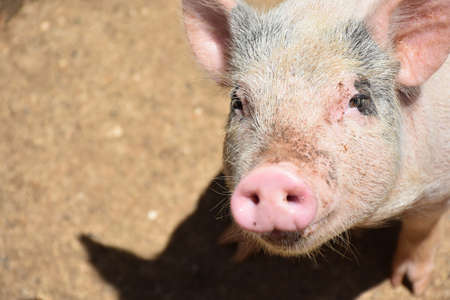 Cute pig peering up with a pink snout.の写真素材